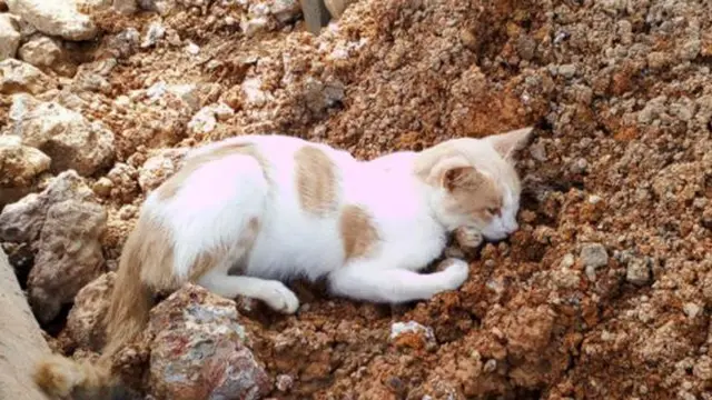 Kucing di Kuburan Majikan