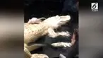 Rekaman seekor tikus melarikan diri saat akan disantap oleh buaya. Momen ini terjadi saat jadwal pemberian makan buaya di Alligator Alley Park.