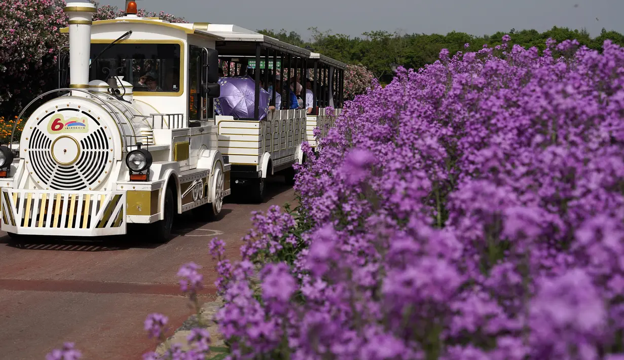 Para pelancong menaiki kereta wisata di tengah bunga-bunga yang bermekaran di Taman Hutan Gunung San Tai di Kota Suqian, Provinsi Jiangsu, China timur, pada 13 Mei 2020. (Xinhua/Han Yuqing)