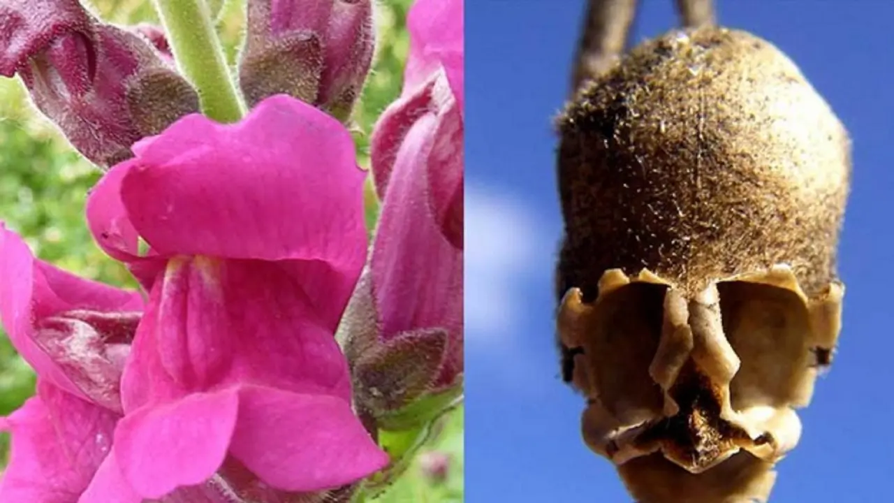 Mirip Tengkorak, Ternyata Bunga Snapdragon Bisa Cegah Kanker