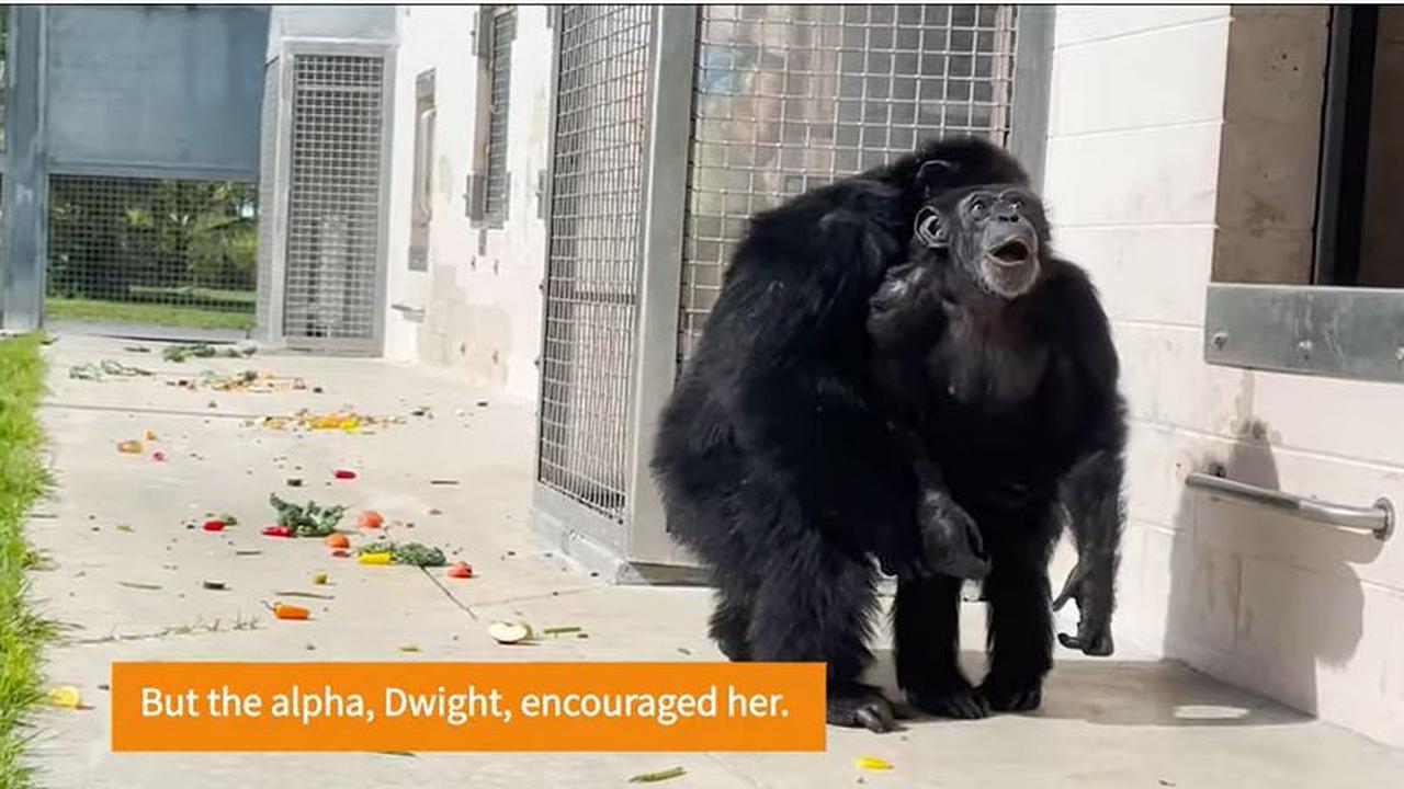 Ekspresi Mengharukan Simpanse Lihat Langit Pertama Kali Usai Terkurung di Kandang Puluhan Tahun