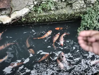 Warga memberi pakan ikan yang dipelihara di saluran air atau selokan di Jalan Lorong 103, Koja, Jakarta, Senin (1/3/2021). Warga setempat menyulap selokan sepanjang 100 meter tersebut menjadi kolam budi daya berbagai jenis ikan. (merdeka.com/Iqbal S. Nugroho)