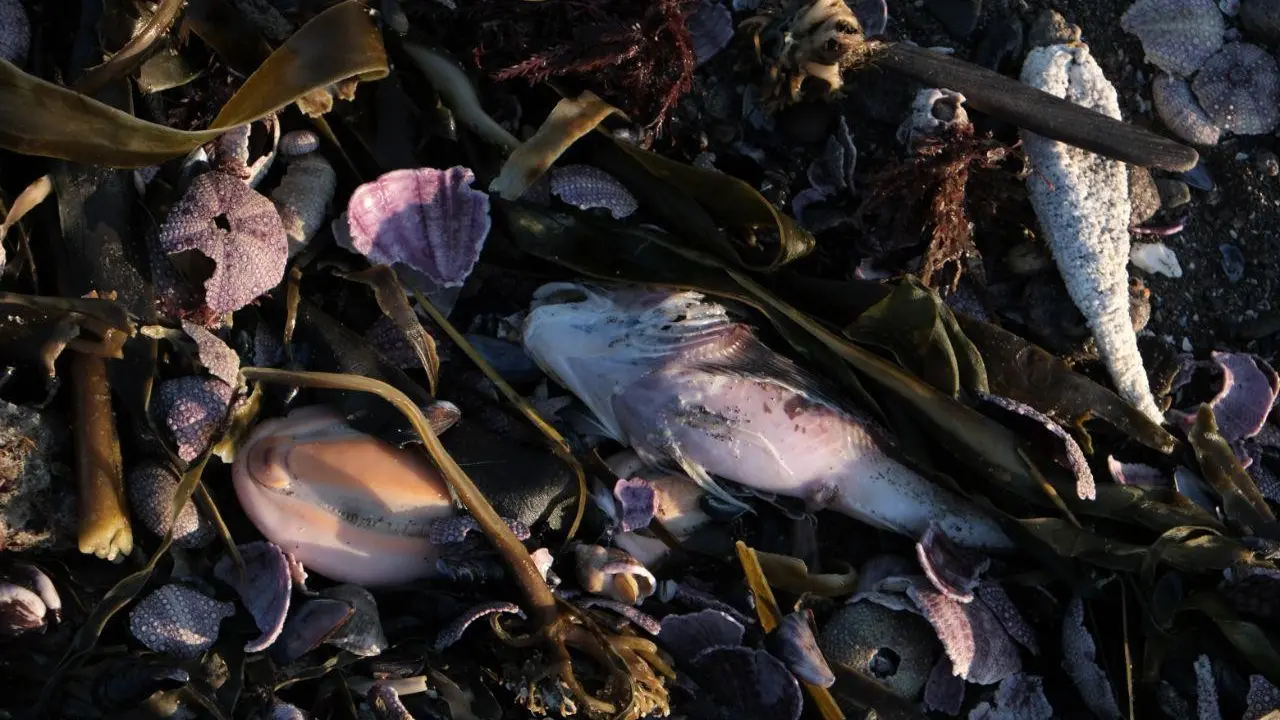 Ribuan Hewan Laut Mati di Semenanjung Rusia