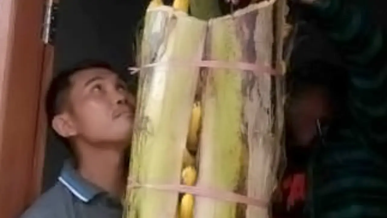 Menggantung Pisang Setandan, Tradisi Unik Gorontalo Saat Naik Rumah Baru