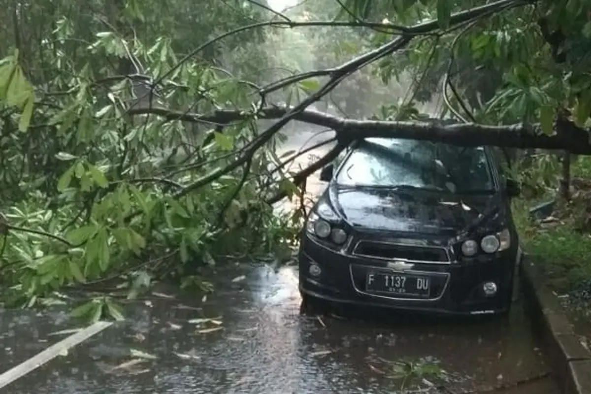 Pohon Tumbang di Bogor