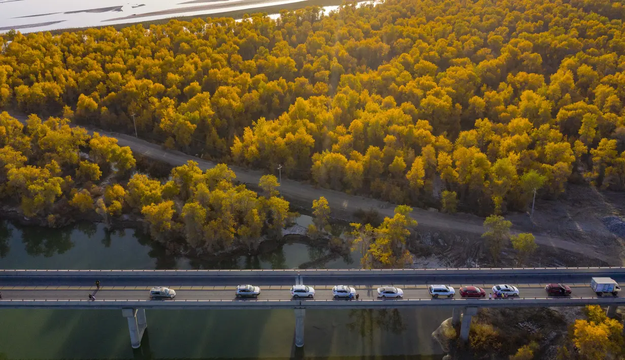 Foto dari udara yang diabadikan pada 22 Oktober 2020 ini menunjukkan pemandangan musim gugur hutan poplar gurun (populus euphratica) di sepanjang Sungai Tarim di Wilayah Xayar, Daerah Otonom Uighur Xinjiang, China barat laut. (Xinhua/Hu Huhu)