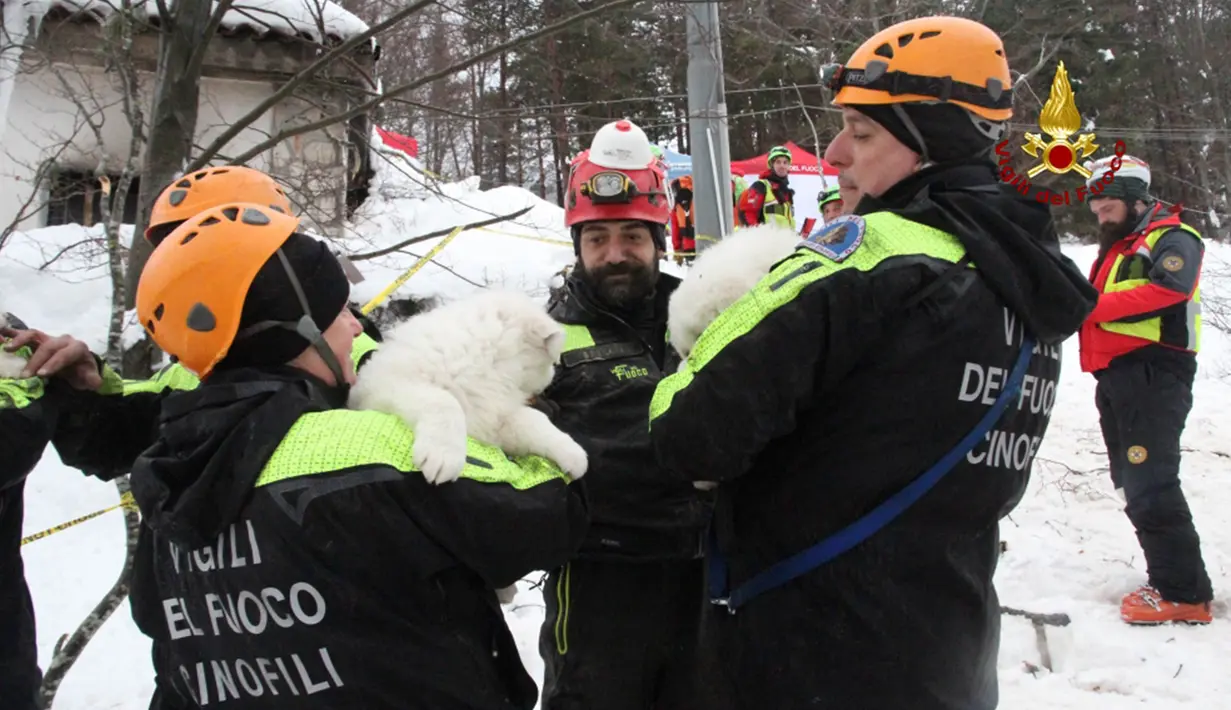 Petugas dari vigili del Fuoco menggendong tiga anak anjing yang berhasil selamat dari reruntuhan Hotel Rigopiano di Farindola, Italia (23/1). Akibatnya, hotel tertimbun longsoran salju dan masih menyisakan korban jiwa. (Fabio Gatto/ Vigili Del Fuoco/ AFP)