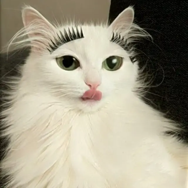 6 Kucing Pakai Makeup Biar Terlihat Cantik Ini Kocak, Ada yang Menor Banget
