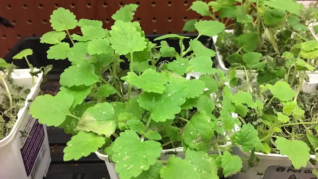 Catnip (Nepeta cataria)