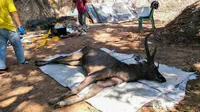 Gambar yang diambil pada 25 November 2019 memperlihatkan dokter hewan bersiap memeriksa rusa mati di Taman Nasional Khun Sathan, Thailand. Rusa liar berumur 10 tahun itu ditemukan mati setelah menelan 7 kilogram (15 pon) kantong plastik dan sampah lainnya. (HO/Office of Protected Area Region 13/AFP)