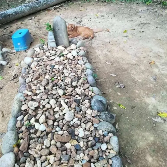 Kucing di Kuburan Majikan