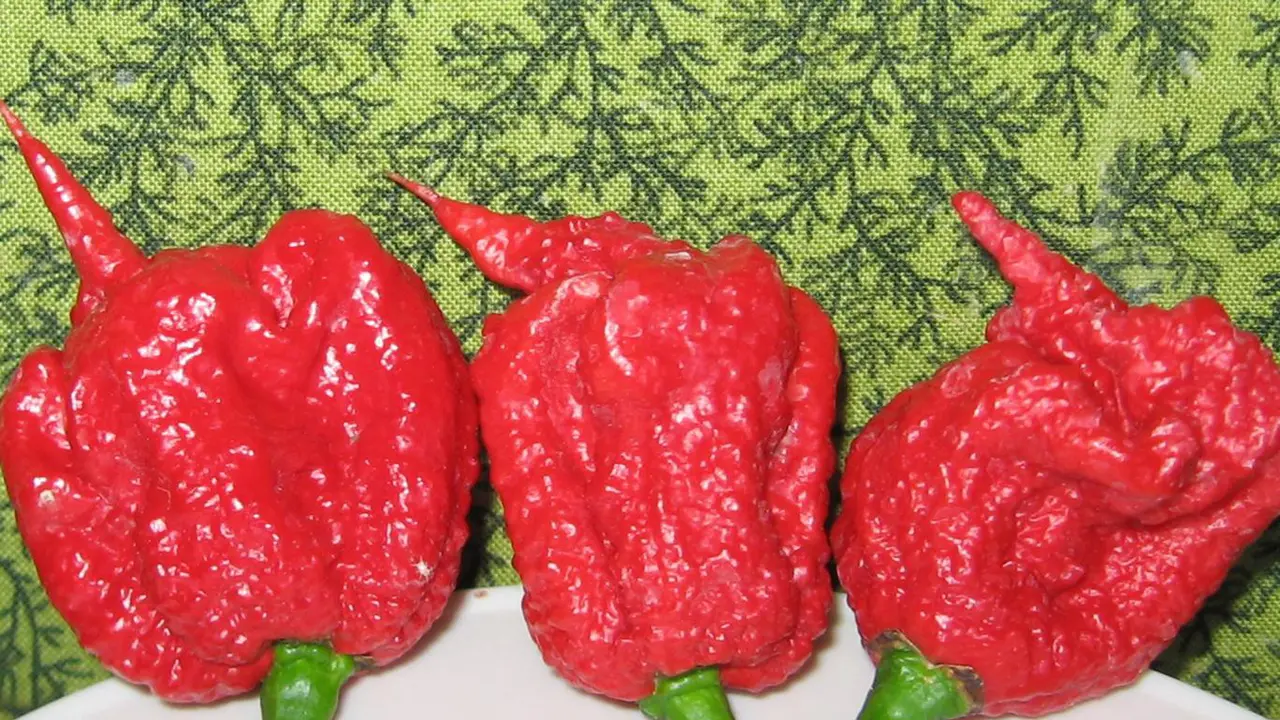 [Bintang] Gunakan Teori Wilbur Scoville, Ini Cabai Paling Pedas di Dunia