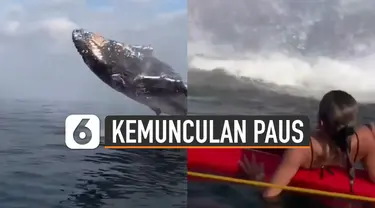 Sedang asyik berendam di laut. wisatawan ini melihat paus berukuran besar melompat dan muncul ke permukaan laut.