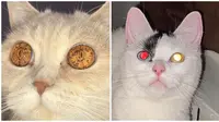 6 Potret Kucing Bermata Indah Ini Bikin Takjub, Makin Menggemaskan