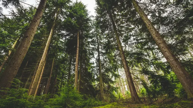 Hutan Pinus