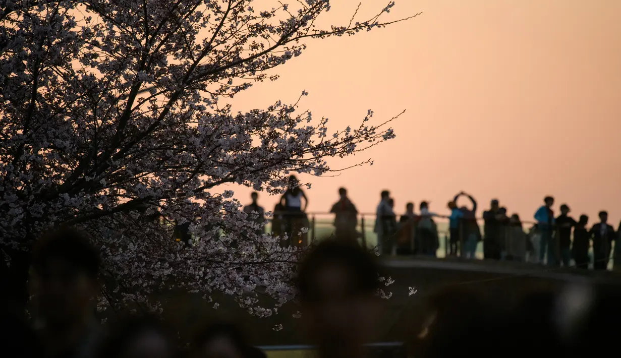 Pengunjung berdiri di jembatan untuk mengambil gambar selama Festival Bunga Musim Semi Yeouido di Seoul, Korea Selatan pada 7 April 2019. Festival Bunga Musim Semi Yeouido menarik banyak turis dan penduduk lokal, berkat kanopi merah muda bunga sakura yang memukau. (Photo by Ed JONES / AFP)