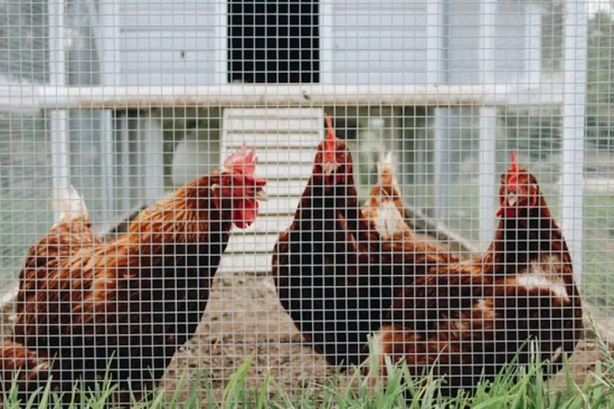 Cara Membuat Kandang Ayam Mini dari Ember Cat/Photo by The Brewers on Unsplash