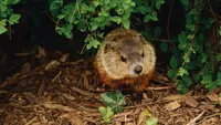 Groundhog Day: Discovering the Unique Tradition of Predicting Spring in North America