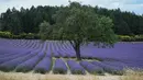 Ladang bunga lavender terlihat di kota Sault, Prancis selatan pada 8 Juli 2019. Layaknya hamparan luas karpet berwarna ungu, bunga lavender dipangkas rapi dan ditata sedemikian rupa. (Photo by Christophe SIMON / AFP)