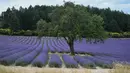 Ladang bunga lavender terlihat di kota Sault, Prancis selatan pada 8 Juli 2019. Layaknya hamparan luas karpet berwarna ungu, bunga lavender dipangkas rapi dan ditata sedemikian rupa. (Photo by Christophe SIMON / AFP)