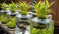 8 Inspirasi Galon Bekas untuk Tanam Kangkung Sekaligus Ternak Lele, Produktif Ganda