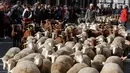 Penggembala memimpin domba melewati pusat kota Madrid di Spanyol, 21 Oktober 2018. Para gembala menggiring ribuan ekor domba ke jalanan yang merupakan kegiatan tahunan bernama Festival Fiesta de la Trashumancia. (AP Photo/Paul White)