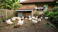 6 Tips Merawat Ayam Broiler agar Cepat Besar dan Sehat, Pertumbuhan Lebih Optimal