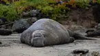 Seekor gajah laut jantan bersantai di atas pasir Pantai Drakes di California pada Jumat (13/12/2019). Gajah laut memang senang menghabiskan waktu di pantai setelah berburu makanan di laut. (Photo by Philip Pacheco / AFP)