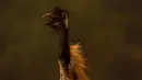 Kondisi burung emu yang menderita luka bakar akibat kebakaran melanda di dekat Potrero, California, Amerika Serikat, Senin (20/6). Kebakaran yang terjadi di California disebabkan suhu tinggi dan musim kering yang berkepanjangan. (REUTERS/Mike Blake)