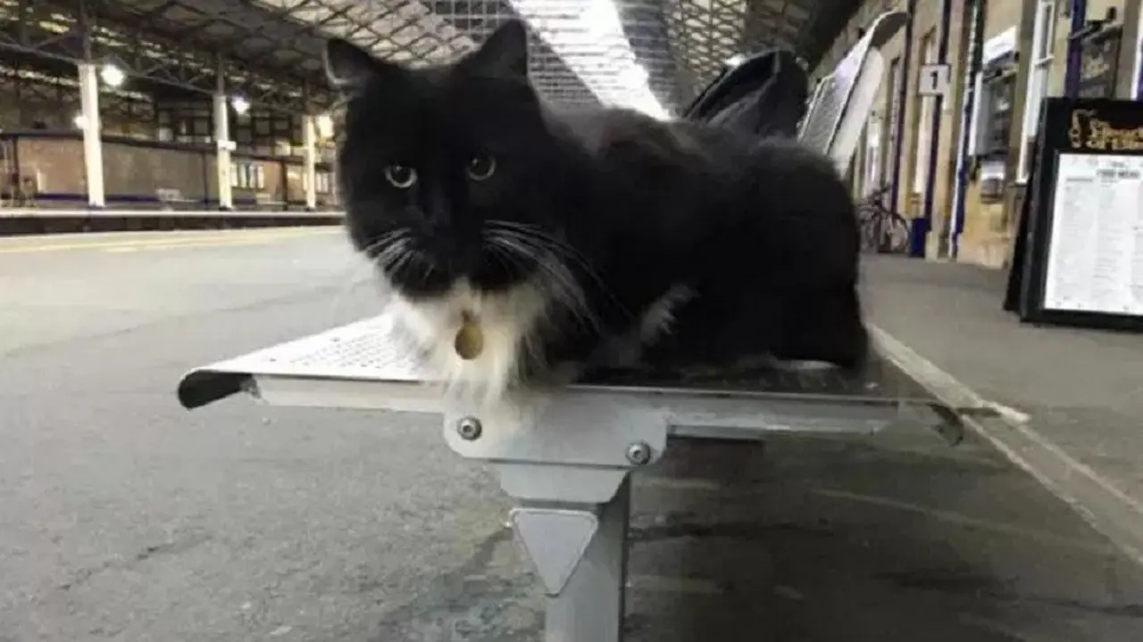 Felix