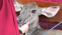 Rusa di Kabupaten Indragiri Hilir dielus emak-emak setelah diselamatkan dari kejaran anjing di hutan. (Liputan6.com/M Syukur)