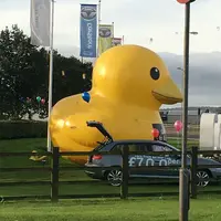 Terbawa angin, bebek raksasa ini terguling-guling di daratan Skotlandia. (Via: 