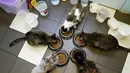 Sejumlah kucing menikmati makanannya di 'Kis-Kis' Cat Cafe di Kota Krasnoyarsk, Siberia, Rusia, (6/7/2015). Sekelompok pecinta hewan menjadikan tempat ini sebagai penampungan puluhan kucing yang dikombinasikan dengan kafe. (REUTERS/Ilya Naymushin)