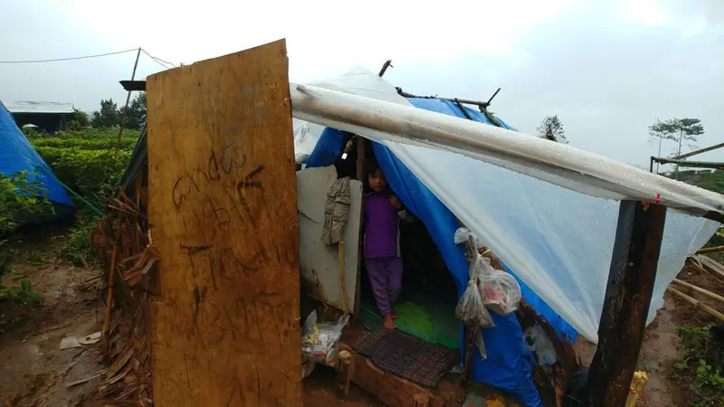 Tenda warga yang mengungsi di perkebunan teh milik PT Nirmala di Desa Malasari, Kecamatan Nanggung, Kabupaten Bogor, Jawa Barat. Sebelumnya, mereka juga menjadi korban gempa Banten pada 23 Januari lalu. (Liputan6.com/Achmad Sudarno)