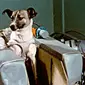 Uni Soviet mengirimkan anjing bernama Laika ke ruang angkasa pada 1957 (Twitter / @SovietPostcards)