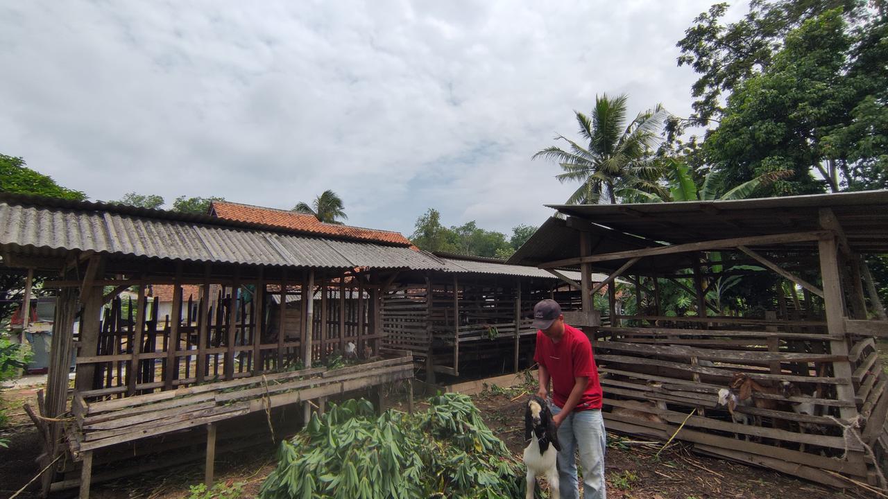 Ibnu Solihan, salah seorang pemuda desa yang kini sukses beternak kambing. Foto : (Liputan6.com/Ardi).