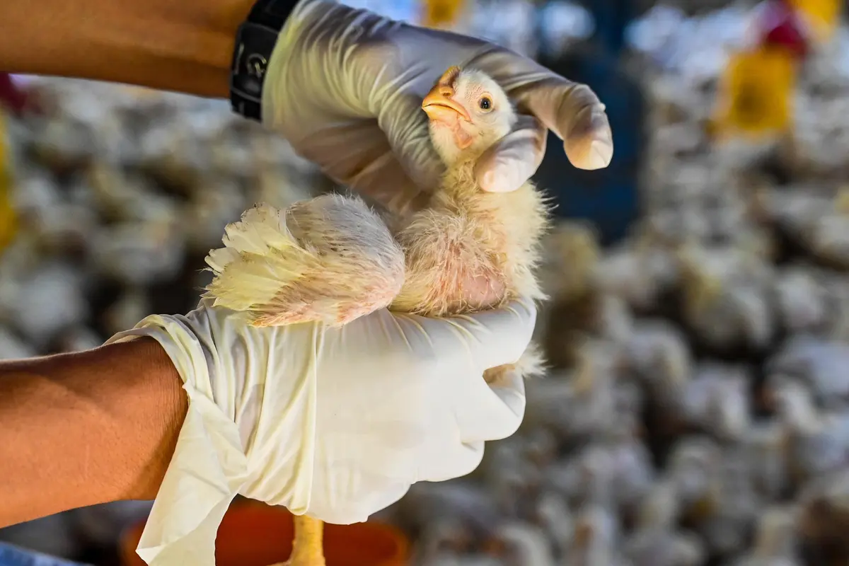 Pemeriksaan Kesehatan Unggas Antisipasi Flu Burung di Aceh Besar