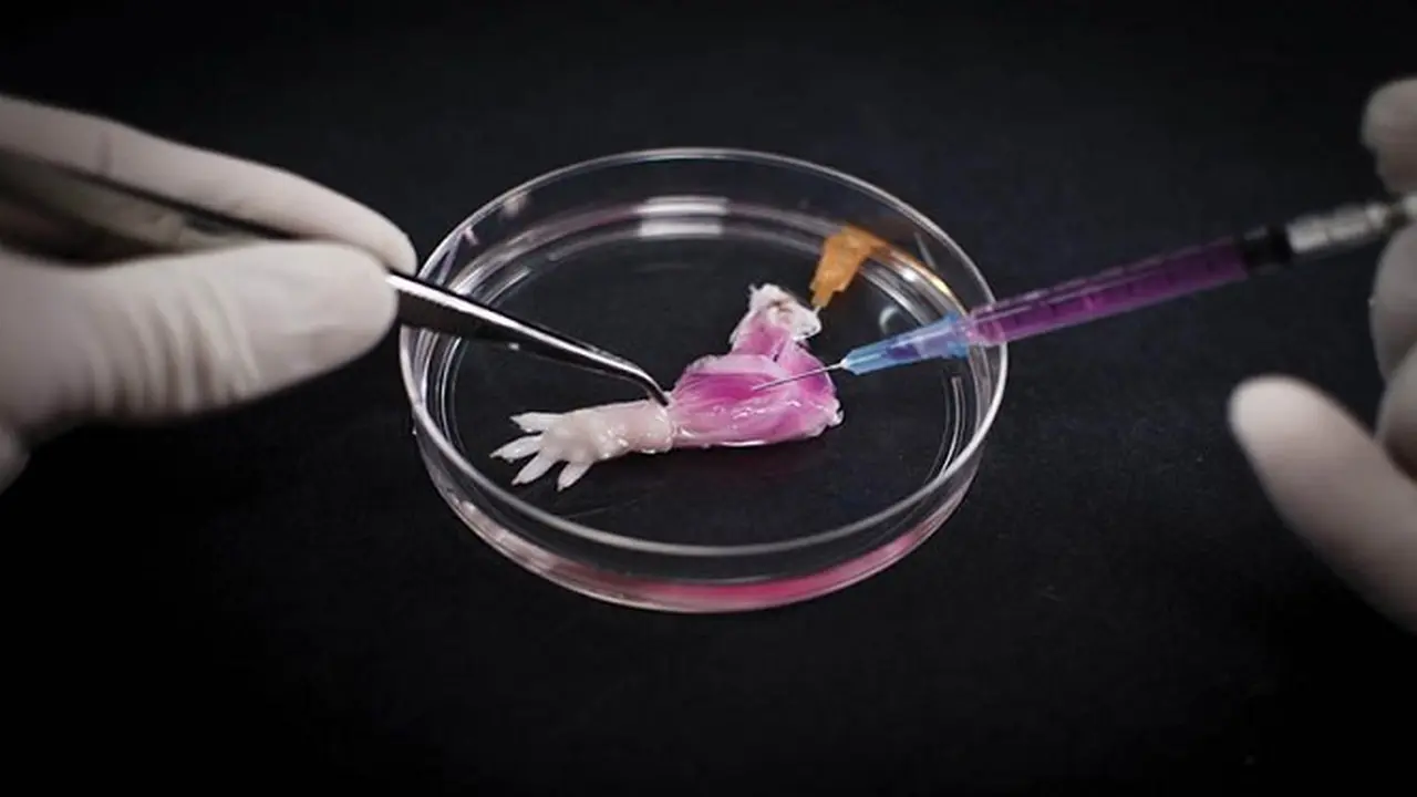 Ajaib, Para Ilmuwan Berhasil Tumbuhkan Organ Tubuh Tikus 