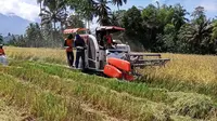 Petani makin bersemangat melakukan aktivitasnya di sawah untuk penuhi stok pangan di Provinsi Sulteng.