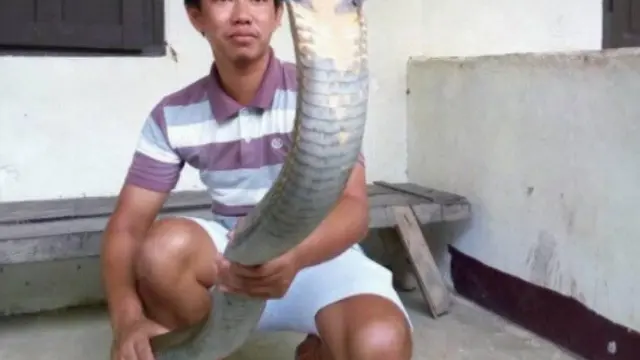 King Cobra Raksasa (Sumber Foto: facebook.com/Made Dwi Sudarmawan)