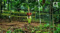 Kondisi Bunga Bangkai yang sedang mekar di Kebun Raya Bogor, Minggu (5/1/2020). Kondisi Bunga Bangkai tersebut tidak bisa bertahan lama dalam fase mekar. Bunga tersebut hanya mampu bertahan beberapa hari setelah mekar. (Merdeka.com/Fotografer Magang: Muhammad Fayyadh)