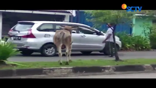 Lagi-lagi hewan kurban kabur setelah lepas dari ikatan sesaat sebelum proses pemotongan hewan kurban.