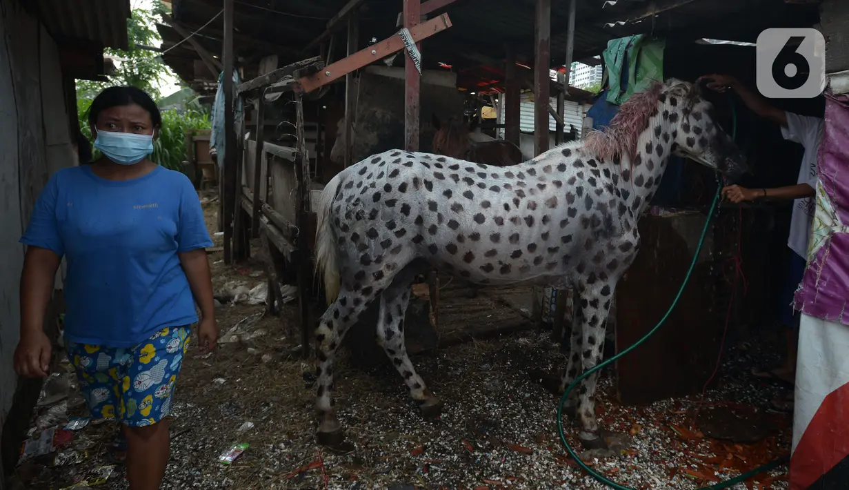 Seekor kuda saat dimandikan di Perkampungan kuda Rawa Badung, Jakarta, Rabu (1/9/2021). Pemeriksaan kuda diberikan kepada pemilik kuda delman untuk menyejahterakan di masa pandemi Covid-19 yang terdampak akibat PPKM di beberapa kawasan wisata. (merdeka.com/Imam Buhori)