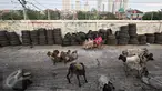 Puluhan kambing berkeliaran di jalur inspeksi Kanal Banjir Barat, Jakarta, Rabu (17/2). Kurangnya ruang terbuka hijau membuat peternak terpaksa mengembalakan hewan ternaknya di tempat yang tidak semestinya. (Liputan6.com/Immanuel Antonius)