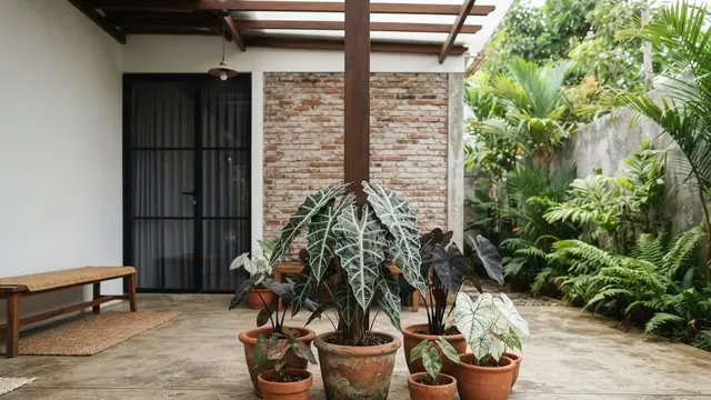 Model Teras dengan Keladi Hias dan Pot Terakota