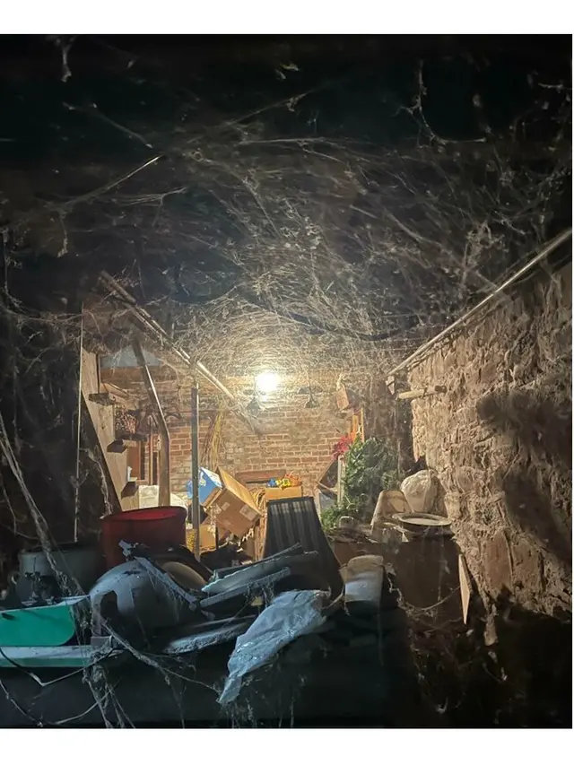 6 Potret Ruang Bawah Tanah Terbengkalai di Dalam Rumah, Bikin Merinding