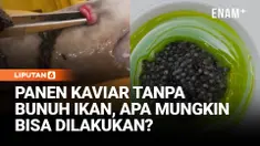 Kaviar biasanya berasal dari telur ikan yang belum dibuahi, lalu ikannya dibunuh. Namun, produsen dari Swedia ini punya cara yang berbeda.