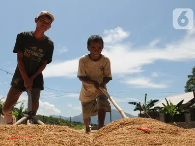 Buruh tani menjemur gabah di kawasan Tanjung Sari, Kabupaten Bogor, Jawa Barat, Senin (14/3/2022). Sejak sepekan terakhir, harga gabah kering giling di tingkat petani naik dari Rp 4.400 menjadi Rp 4.600 per kilogram. (merdeka.com/Arie Basuki)