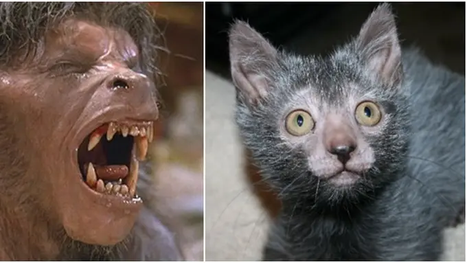 Photo copyright Dailymail.co.uk