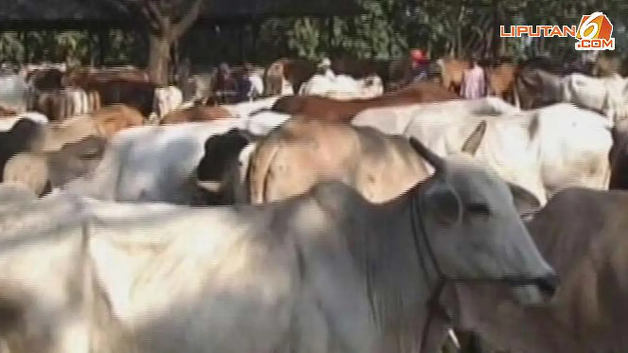 sapi-kurban130924a.jpg